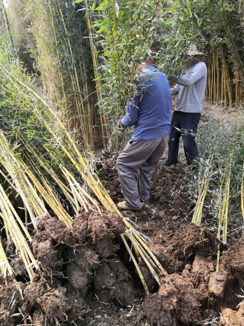 金镶玉竹苗金镶玉竹竹苗金镶玉竹基地金镶玉竹苗批发