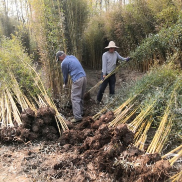 金镶玉竹苗金镶玉竹竹苗金镶玉竹基地金镶玉竹苗批发