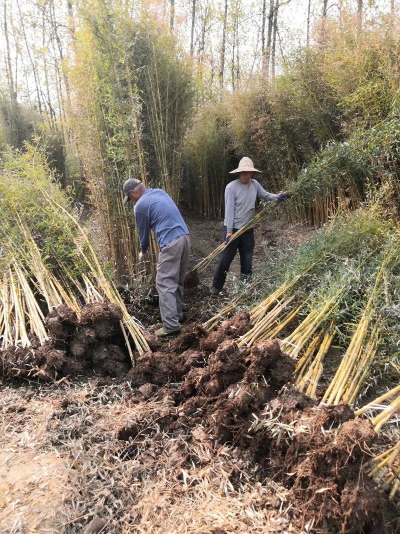 金镶玉竹苗金镶玉竹竹苗金镶玉竹基地金镶玉竹苗批发