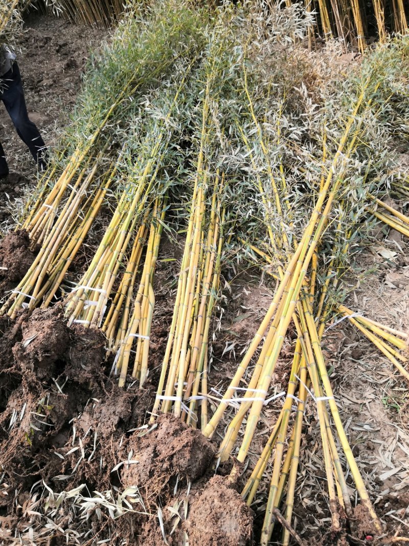 金镶玉竹苗金镶玉竹竹苗金镶玉竹基地金镶玉竹苗批发