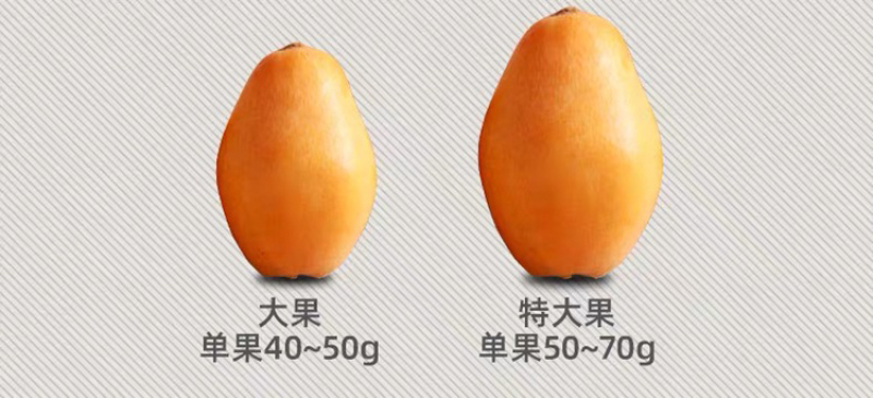 一件代发包邮福建云霄甜批发，坏果包赔