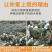 一件代发包邮福建云霄甜批发，坏果包赔