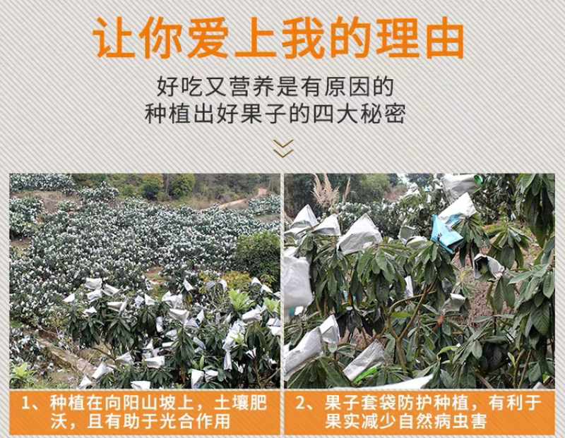 一件代发包邮福建云霄甜批发，坏果包赔
