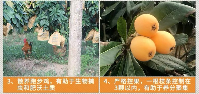 一件代发包邮福建云霄甜批发，坏果包赔