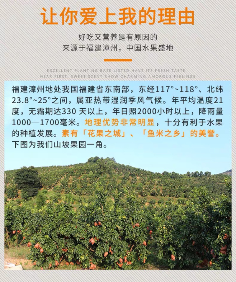 一件代发包邮福建云霄甜批发，坏果包赔
