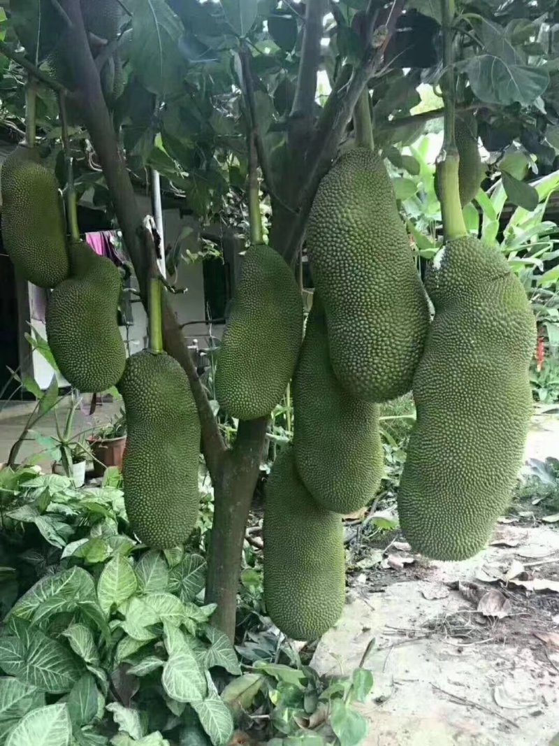 泰国红肉波蜜树苗嫁接干苞红肉黄肉菠萝蜜树苗品种纯正