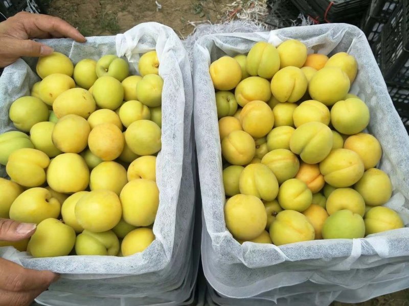 陕西凯特杏50mm以上，金寿杏上市质优价廉欢迎选购