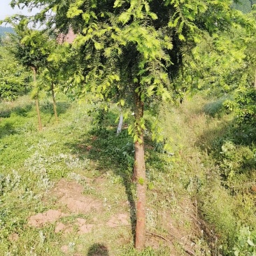 红豆杉