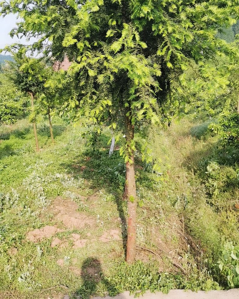 红豆杉