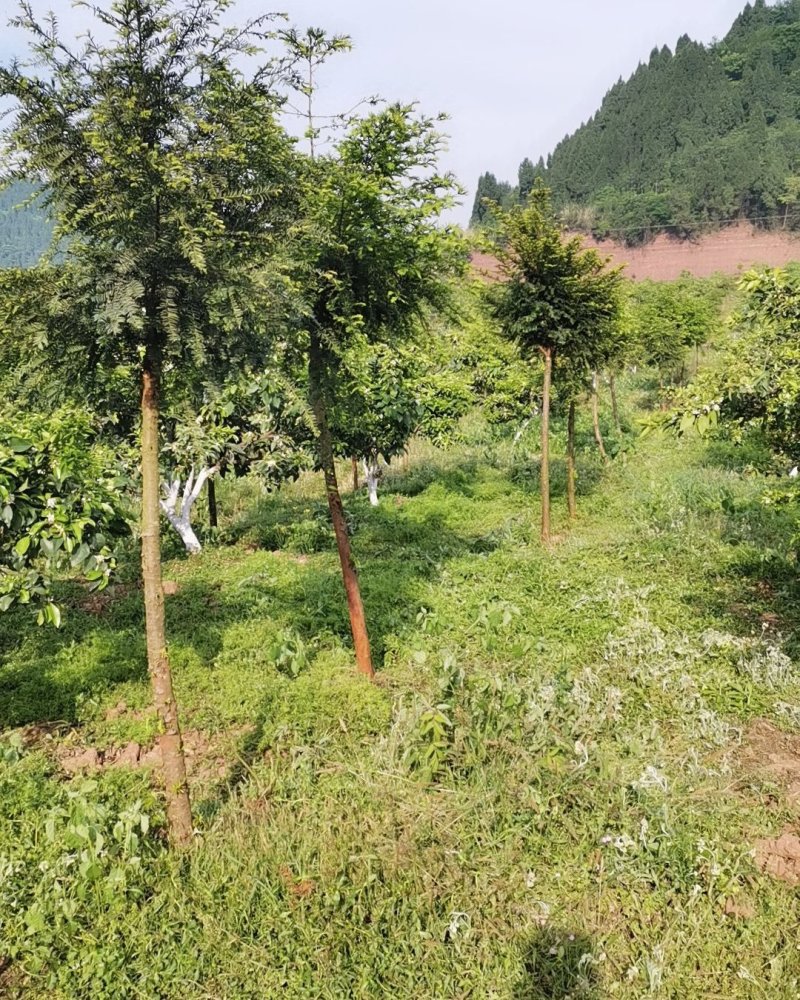 红豆杉
