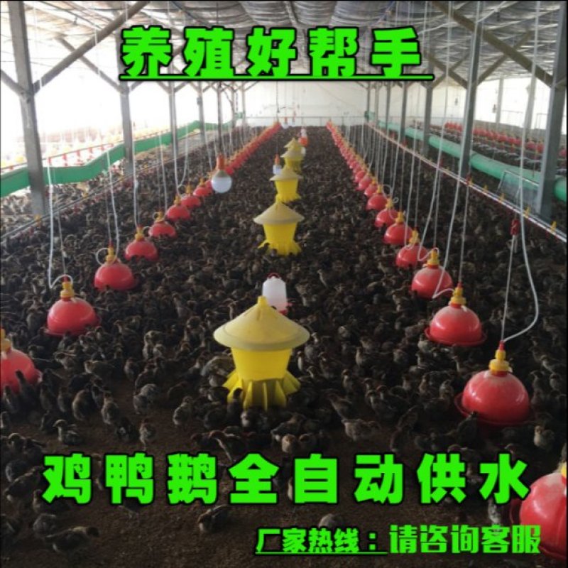 养鸡设备饮水器包邮厂家直销加厚普拉松自动饮水器养鸡设