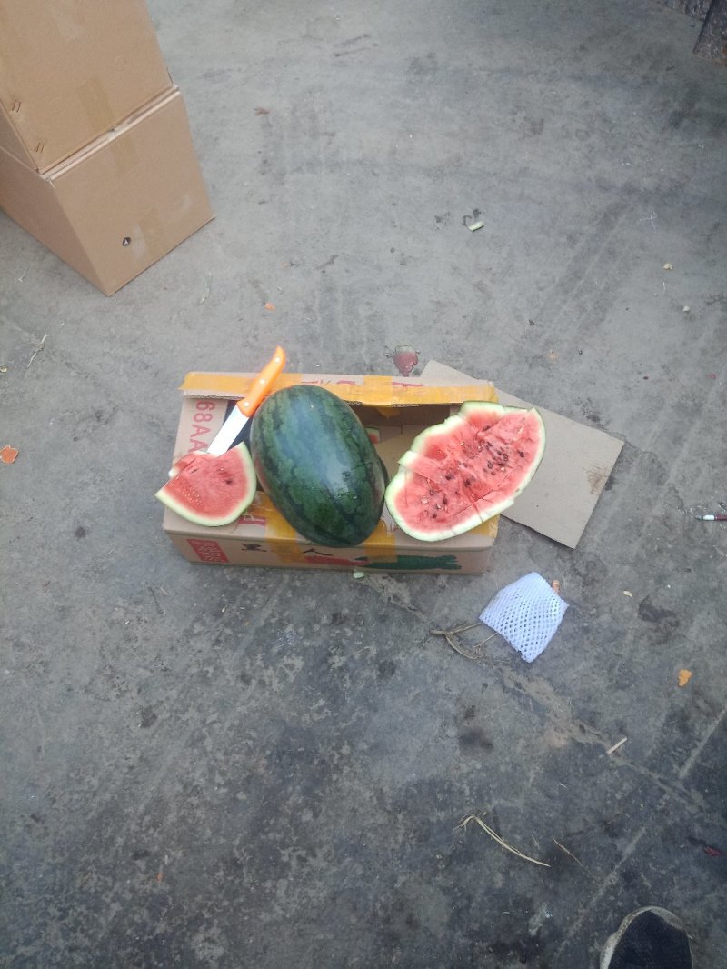精品西瓜，可以视频看货，货源充足，