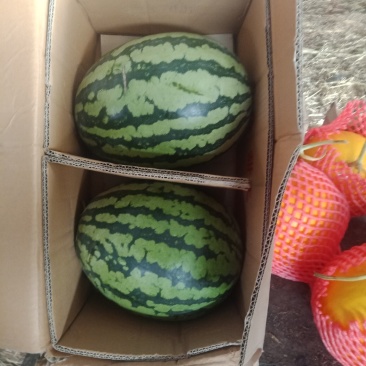 精品西瓜，可以视频看货，货源充足，