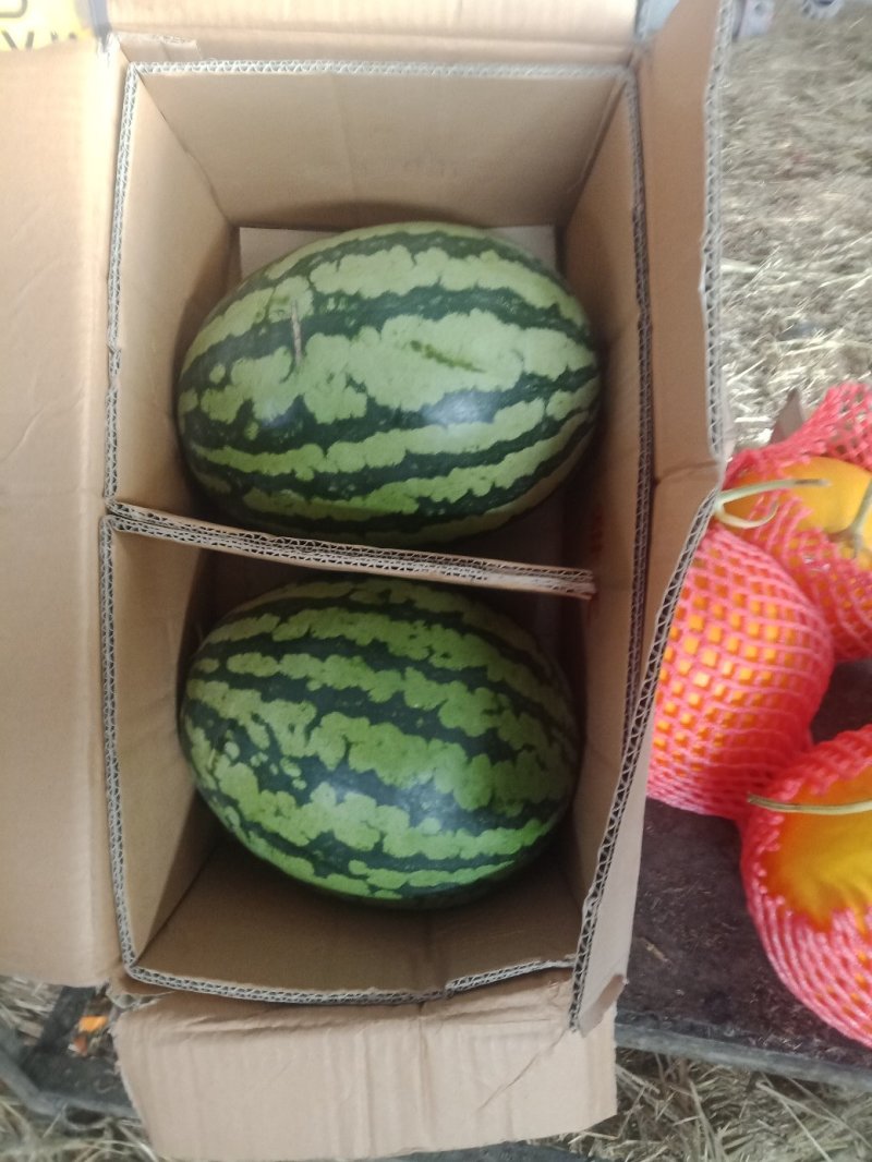 精品西瓜，可以视频看货，货源充足，