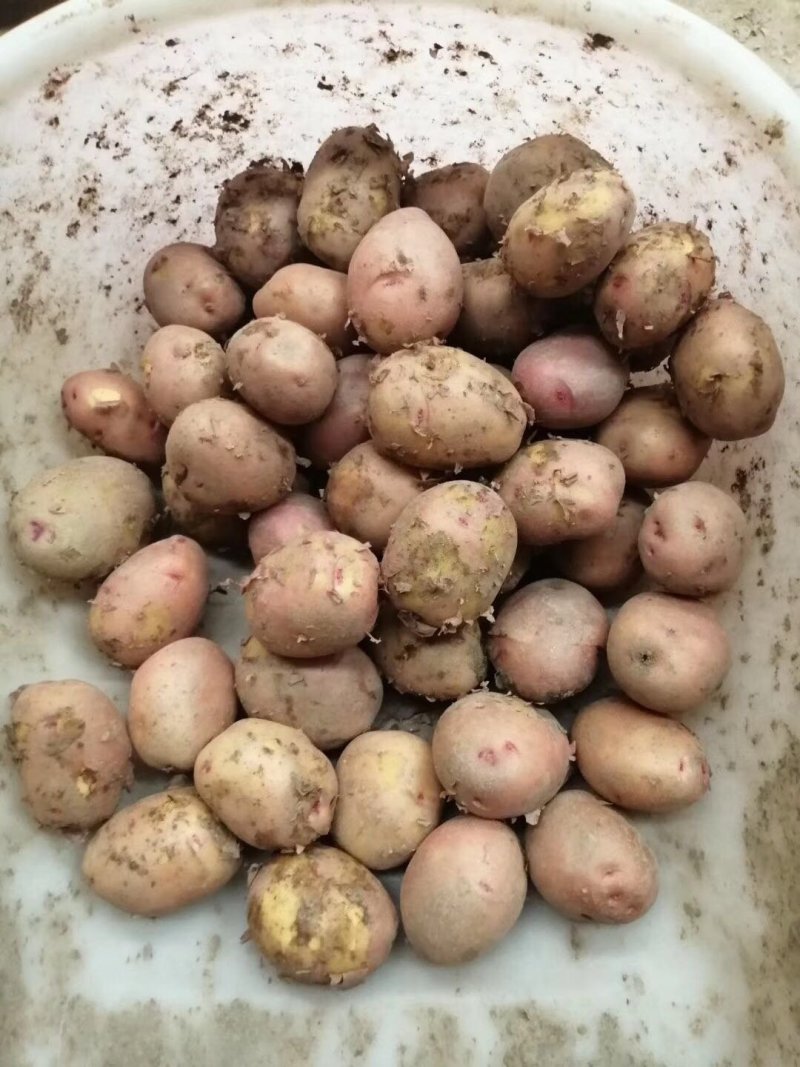 次品土豆新采挖可用于淀粉加工土豆片加工