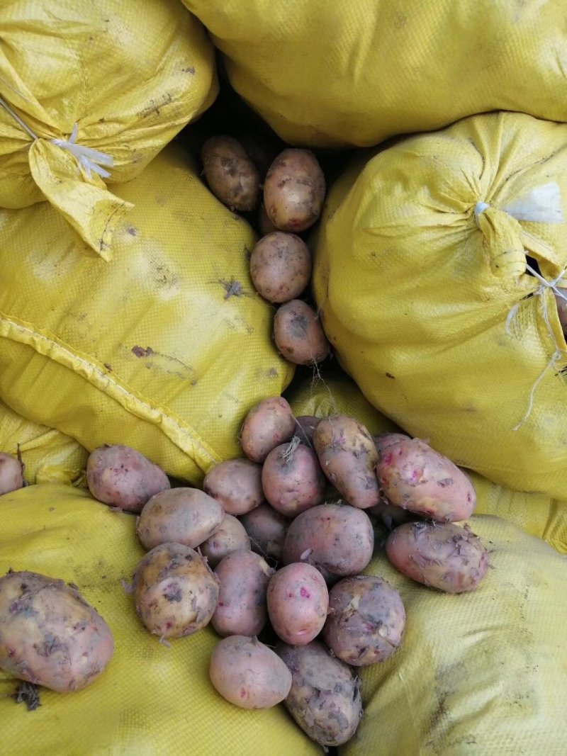 次品土豆新采挖可用于淀粉加工土豆片加工