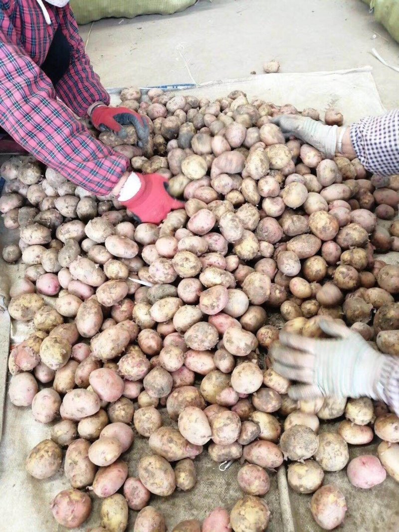 次品土豆新采挖可用于淀粉加工土豆片加工