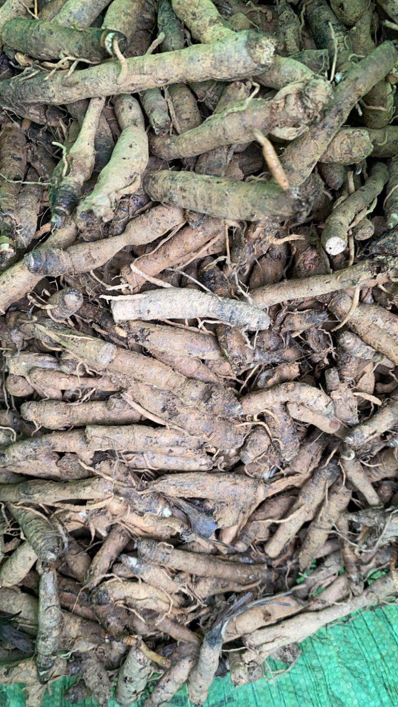 新鲜云南本地野生仙茅