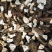 羊肚菌
