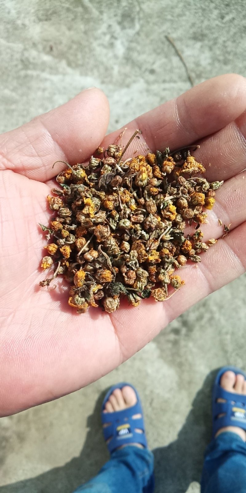 中前期小颗粒药用野菊花含量高河南信阳今年新货