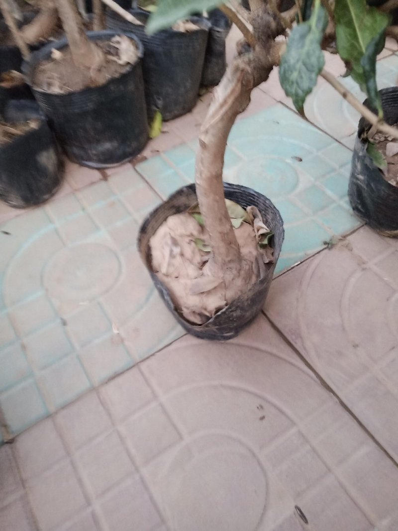 四季开花桂花树苗嫁接金桂四季桂沉香桂丹桂嫁接桂花树苗