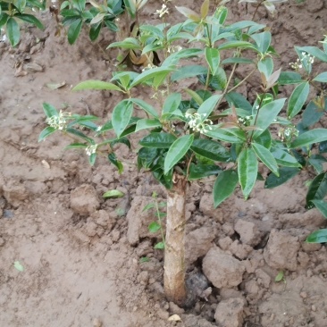 四季开花桂花树苗嫁接金桂四季桂沉香桂丹桂嫁接桂花树苗