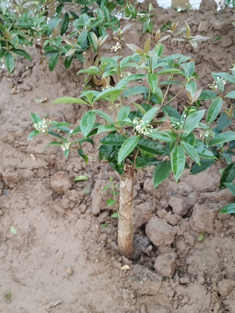 四季开花桂花树苗嫁接金桂四季桂沉香桂丹桂嫁接桂花树苗
