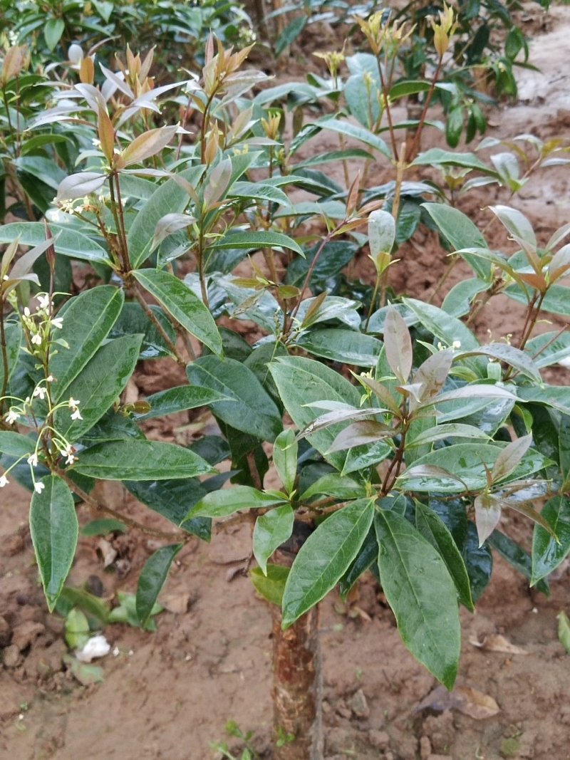 四季开花桂花树苗嫁接金桂四季桂沉香桂丹桂嫁接桂花树苗