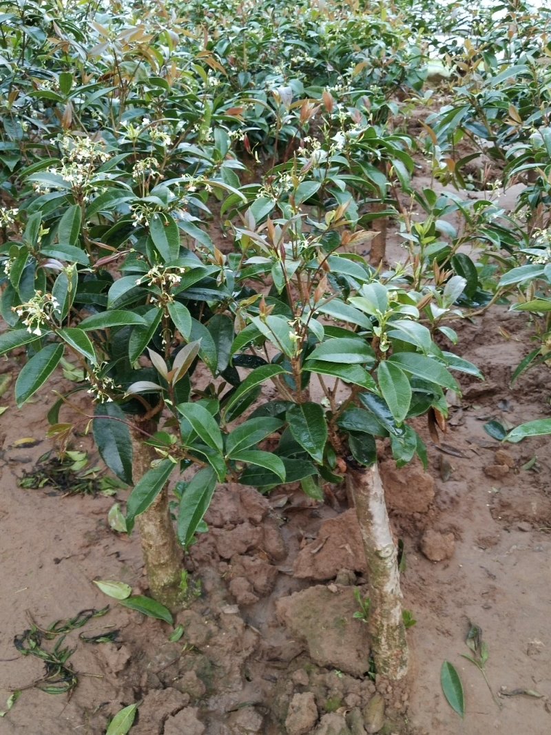 四季开花桂花树苗嫁接金桂四季桂沉香桂丹桂嫁接桂花树苗