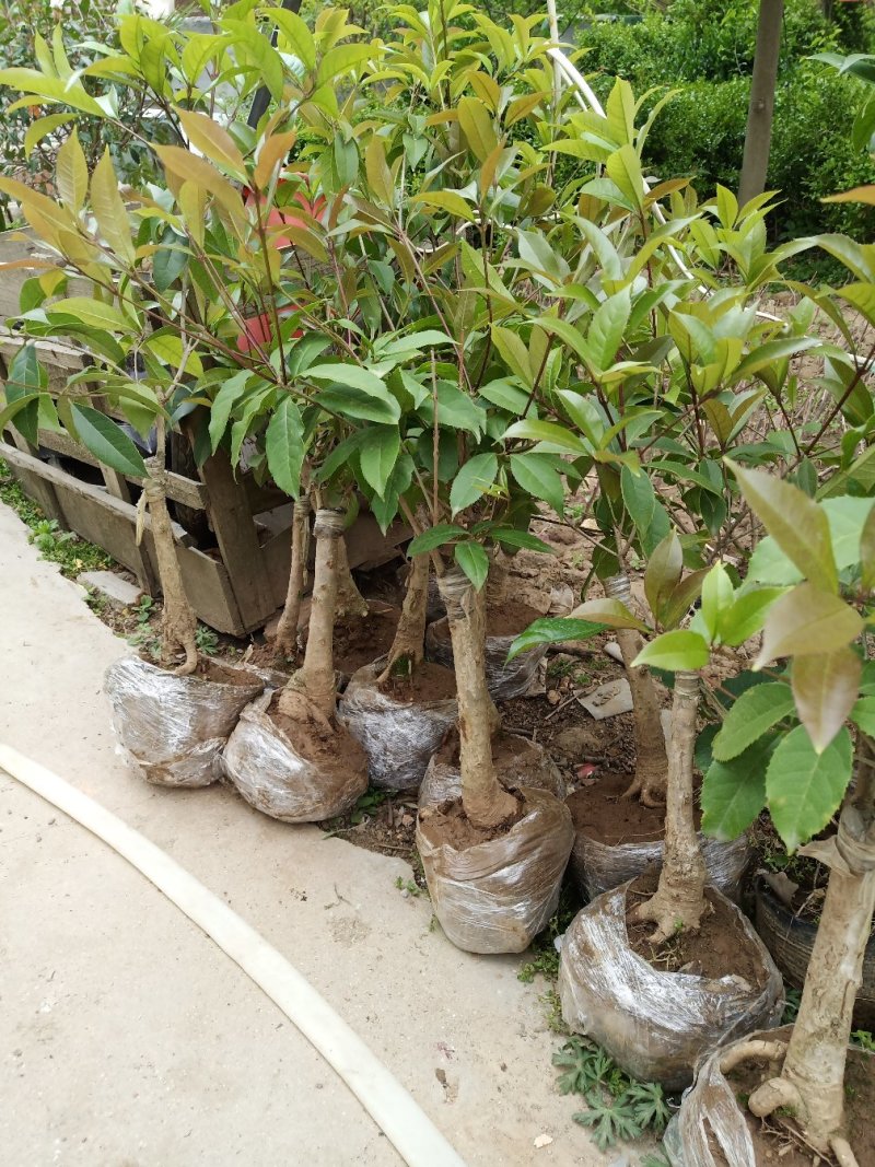 四季开花桂花树苗嫁接金桂四季桂沉香桂丹桂嫁接桂花树苗