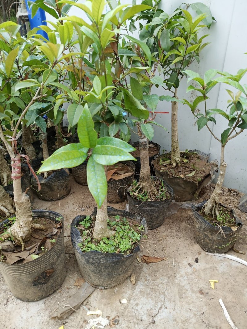 四季开花桂花树苗嫁接金桂四季桂沉香桂丹桂嫁接桂花树苗
