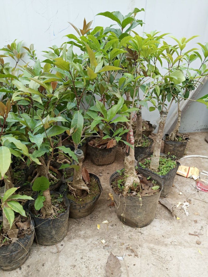 四季开花桂花树苗嫁接金桂四季桂沉香桂丹桂嫁接桂花树苗