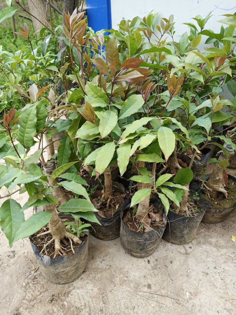 四季开花桂花树苗嫁接金桂四季桂沉香桂丹桂嫁接桂花树苗