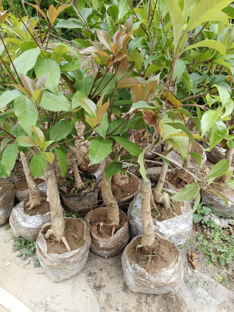 四季开花桂花树苗嫁接金桂四季桂沉香桂丹桂嫁接桂花树苗