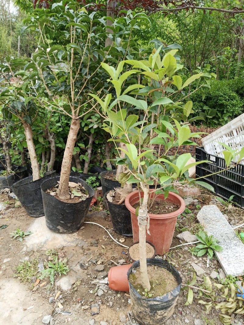 四季开花桂花树苗嫁接金桂四季桂沉香桂丹桂嫁接桂花树苗