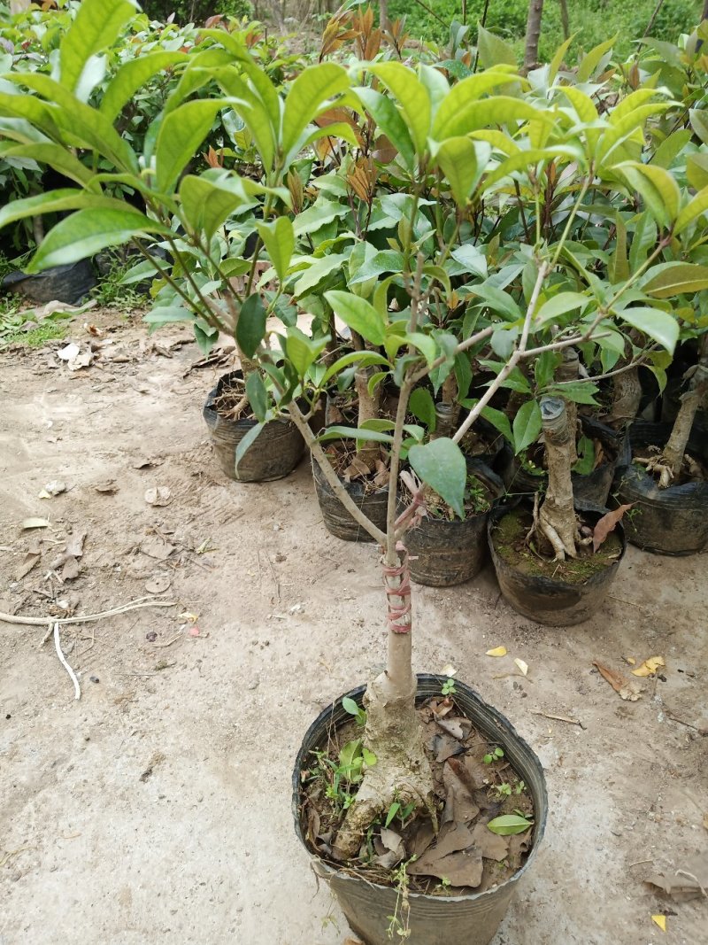 四季开花桂花树苗嫁接金桂四季桂沉香桂丹桂嫁接桂花树苗