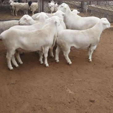 澳洲白生长速度快大型羊种适应能力强应急小包成活