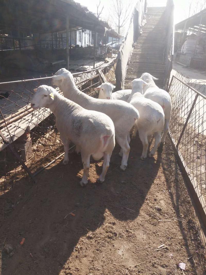 澳洲白生长速度快大型羊种适应能力强应急小包成活