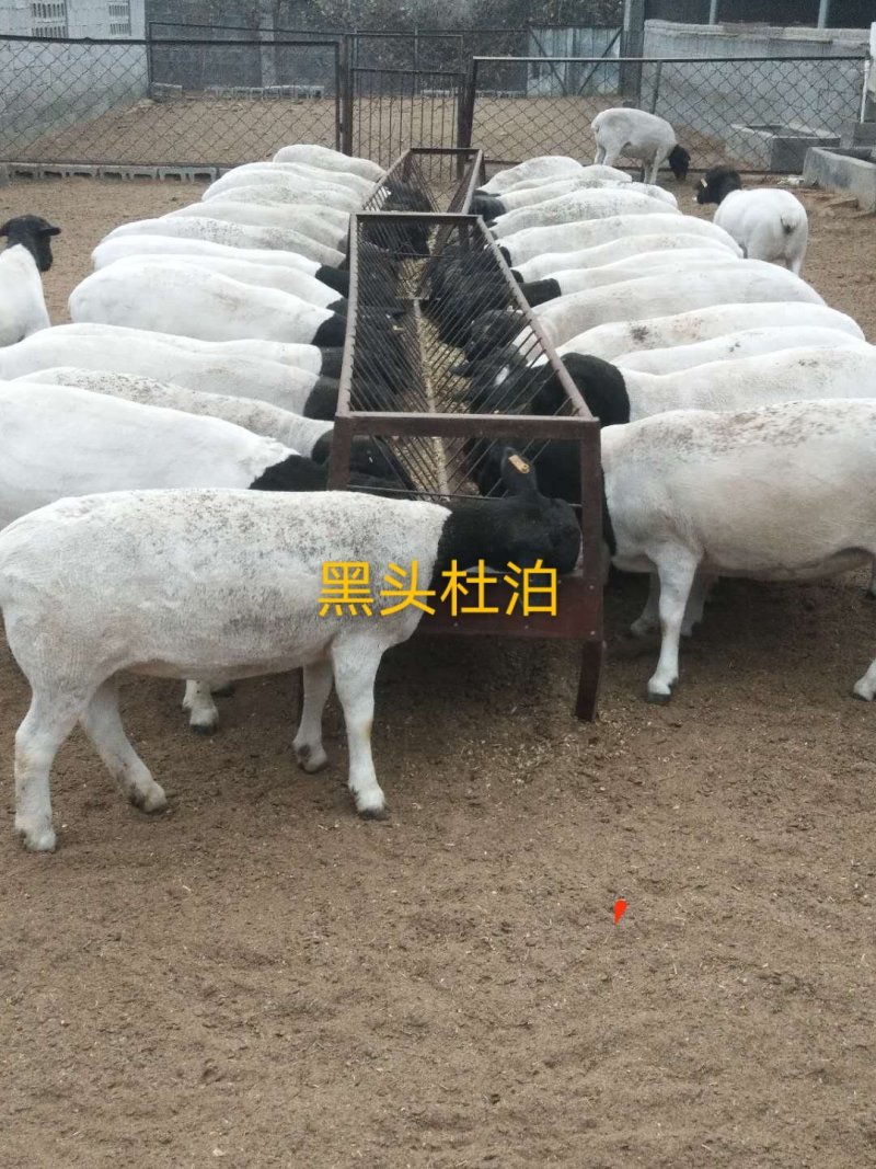 澳洲白生长速度快大型羊种适应能力强应急小包成活
