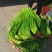 金乡蒜苔冷库蒜苔正在上市中需要联系
