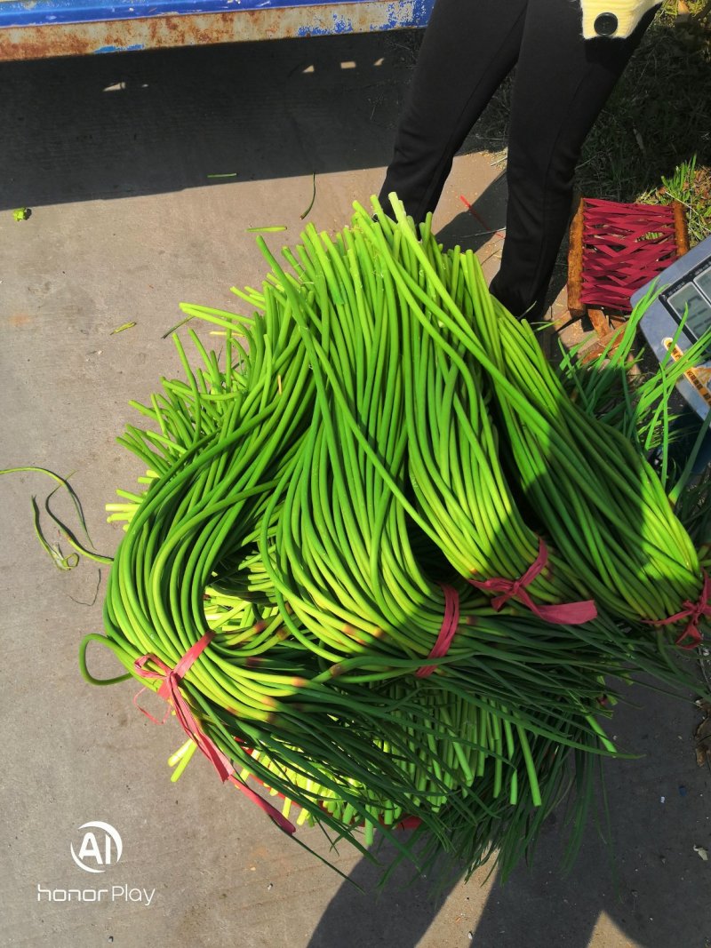 金乡蒜苔冷库蒜苔正在上市中需要联系