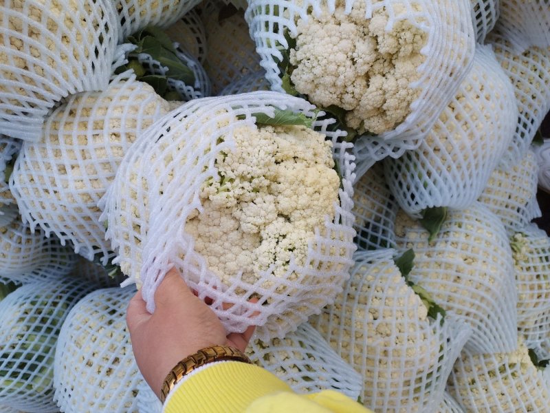 有机花菜品质保证价格公道量大从优视频看货