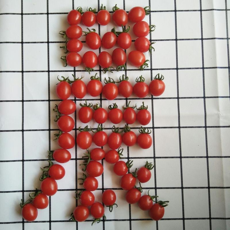 樱桃红3号抗病毒口感型红果小番茄