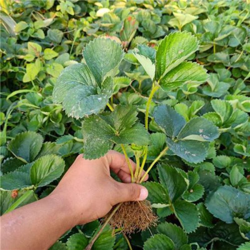 优质四季草莓苗，奶油草莓，章姬草莓苗