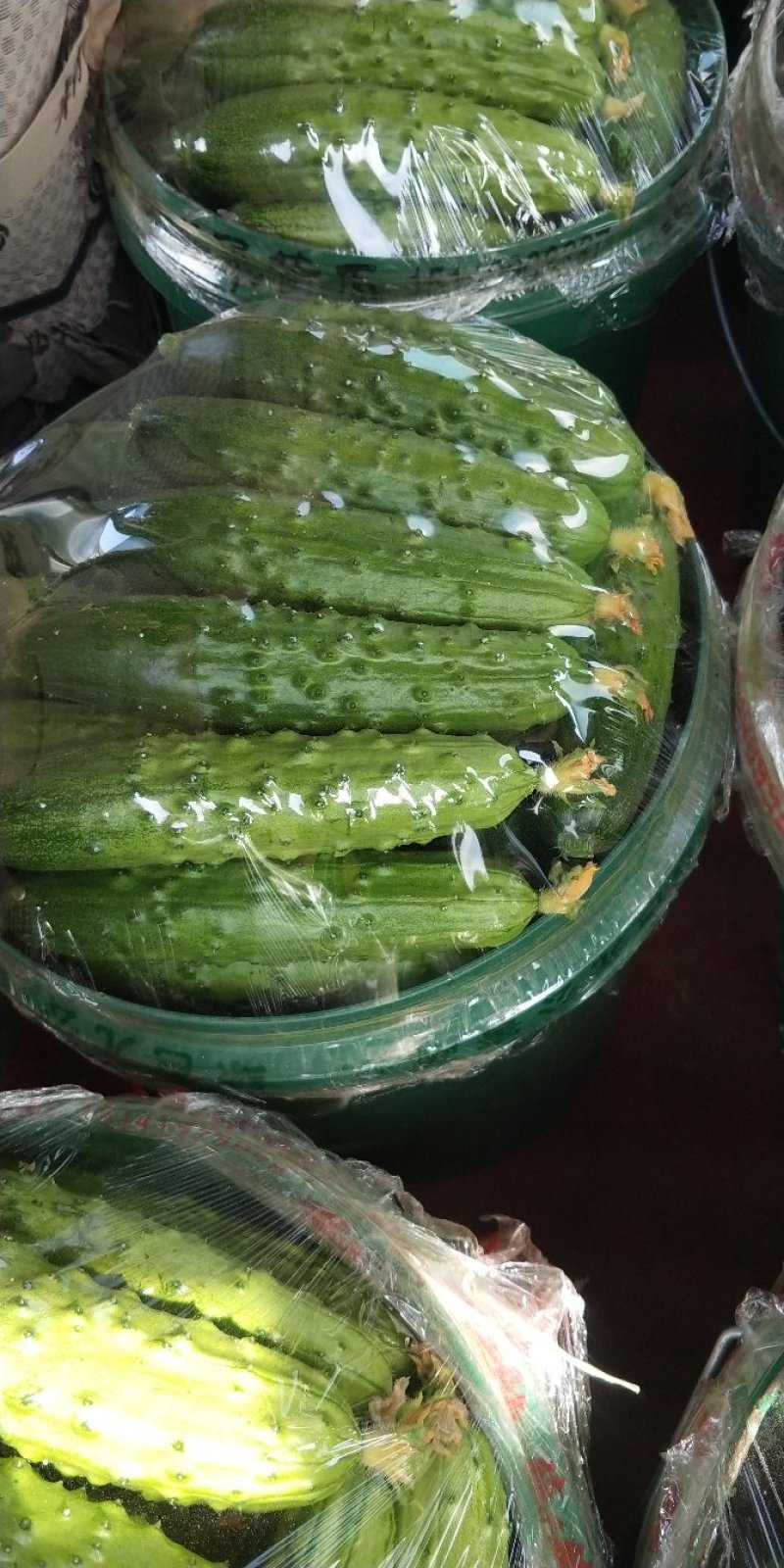 旱黄瓜