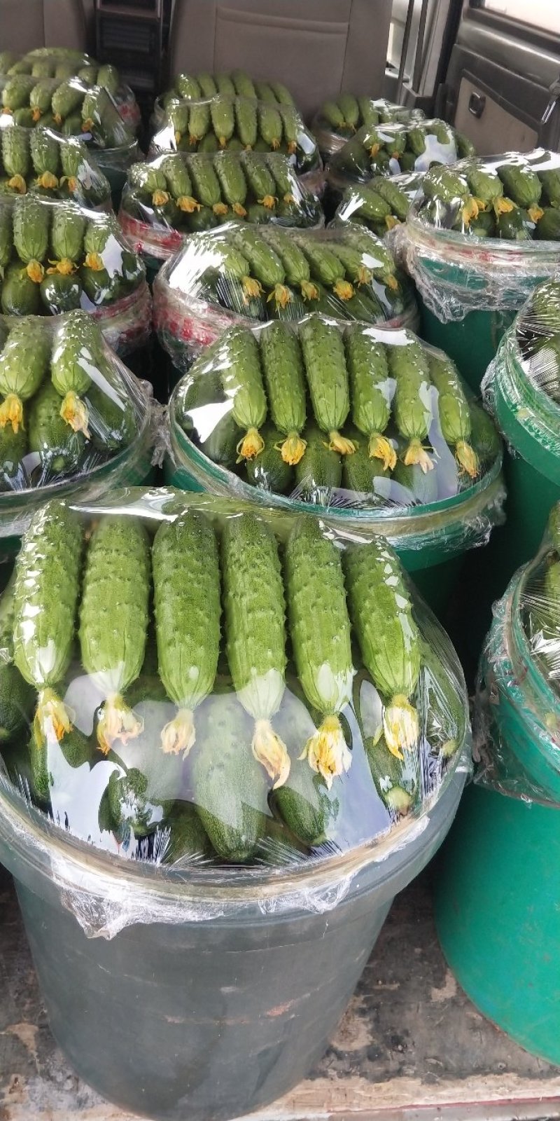 旱黄瓜