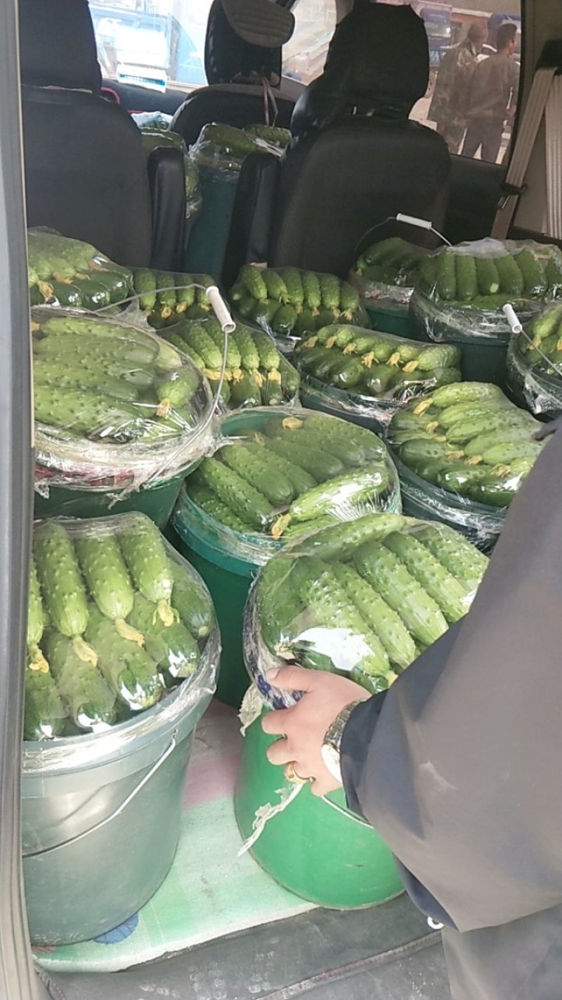 旱黄瓜