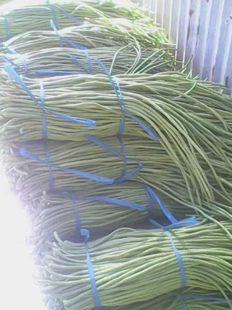 精品长豆角品相上佳大量上市量大从优条正个头均