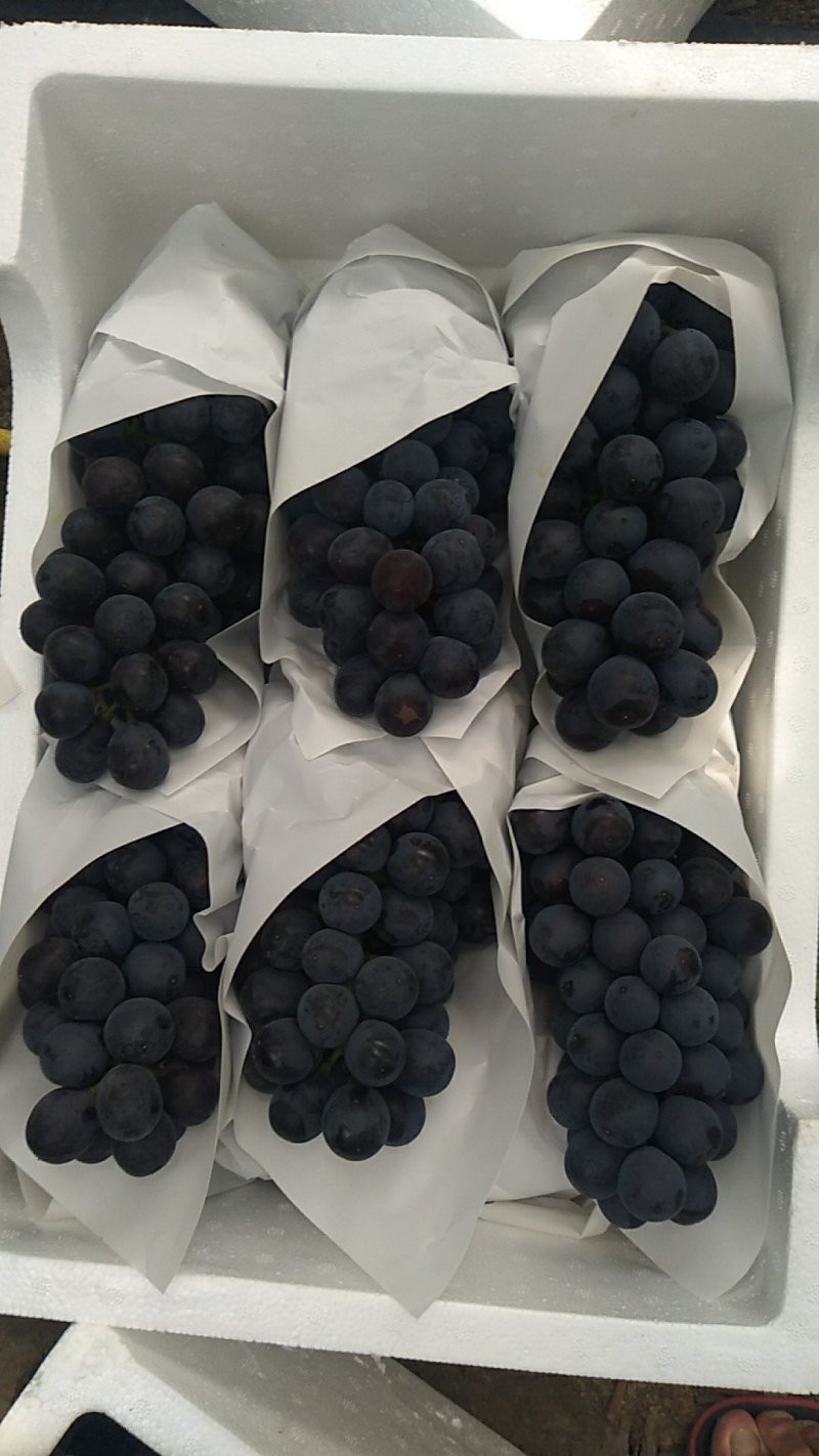 精品葡萄夏黑葡萄万亩基地大量上市，配备冷库