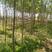 150亩3至15公分竹柳大量有货。